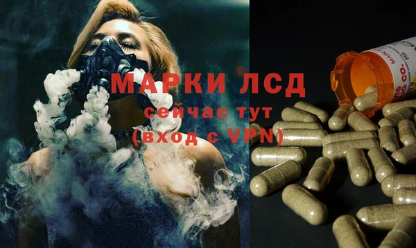 прущие грибы Новозыбков