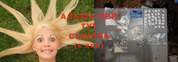 прущие грибы Новозыбков
