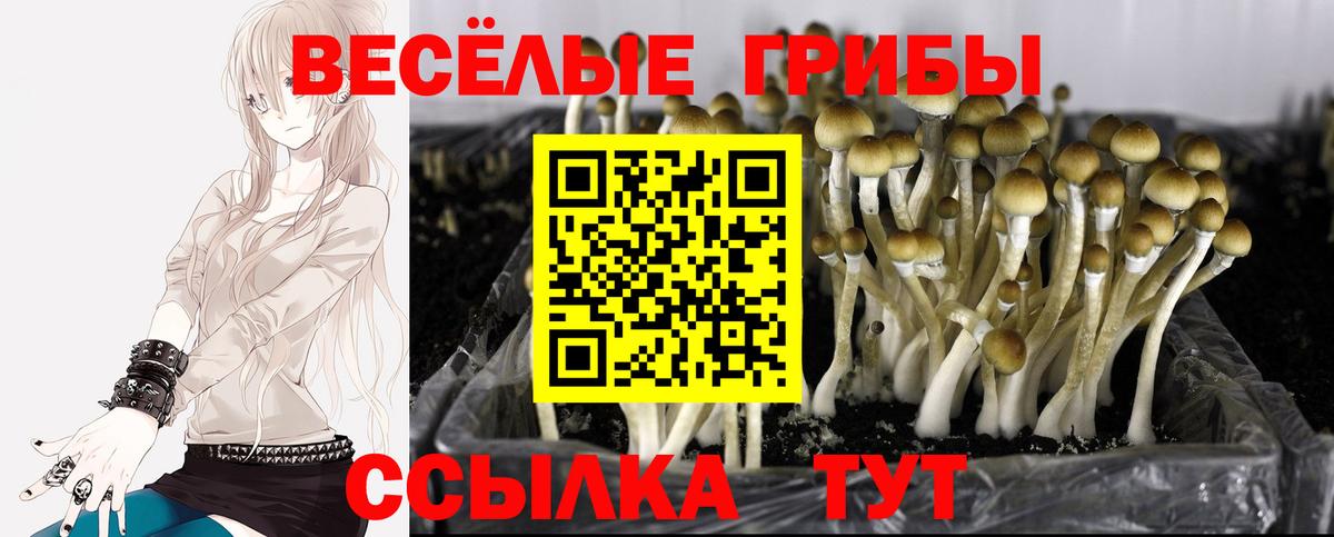 Псилоцибиновые грибы Psilocybe Ирбит