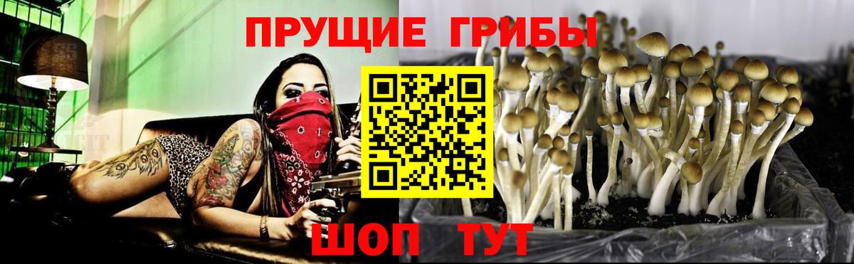 Псилоцибиновые грибы мицелий Ирбит